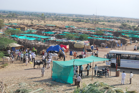 Drought Relief Camp Atpadi 2013